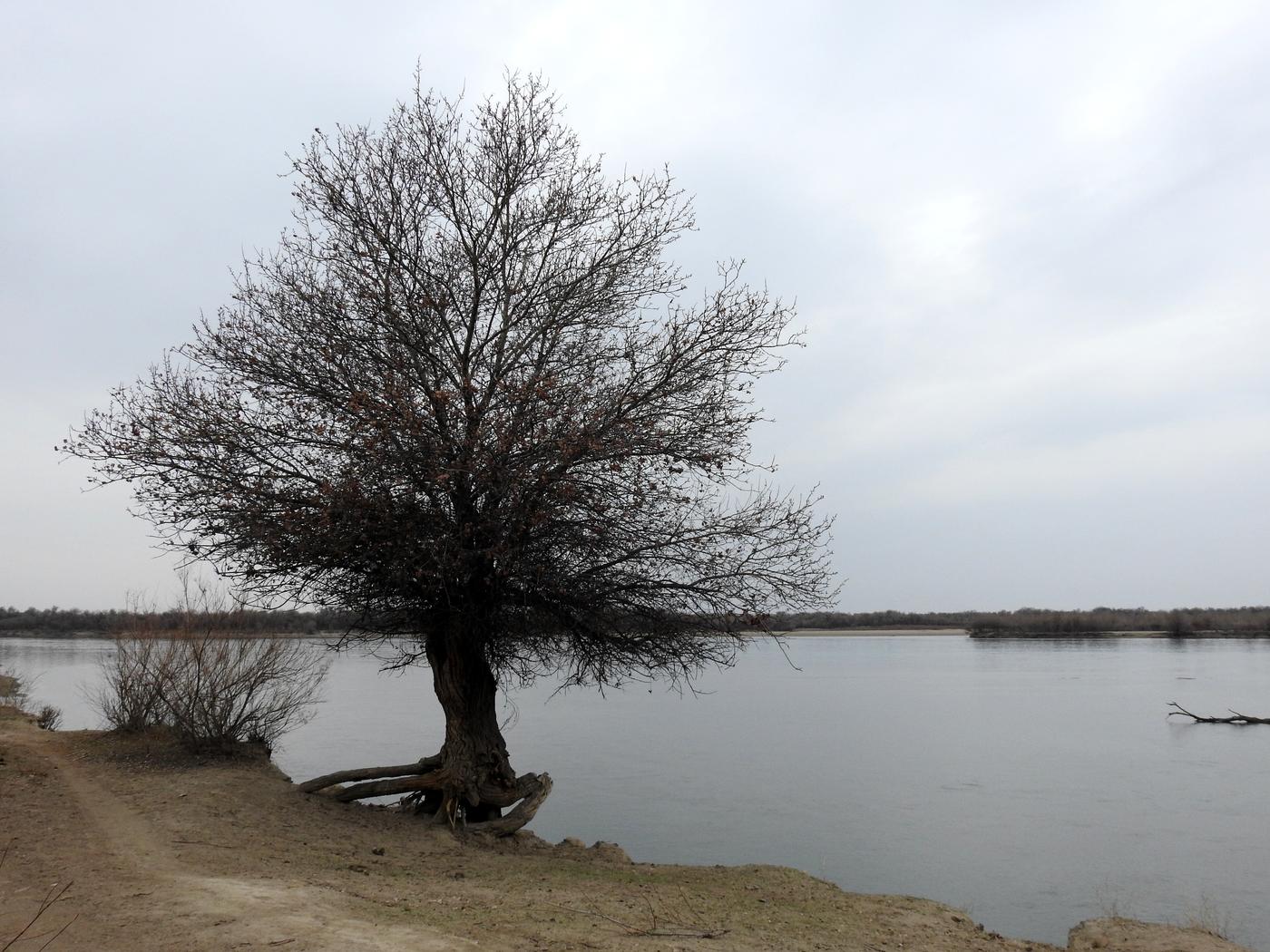 Изображение особи Populus pruinosa.