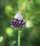 Allium rotundum. Верхушка побега с развивающимся соцветием. Краснодарский край, МО г. Новороссийск, окр. пос. Верхнебаканский, смотровая площадка на подъёме к перевалу \"Волчьи Ворота\". 03.06.2019.