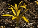 Sternbergia colchiciflora