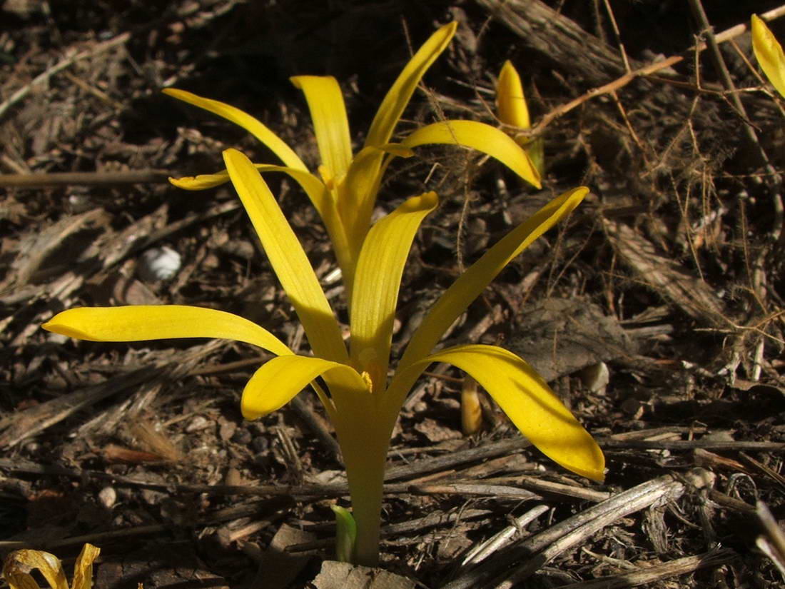 Image of Sternbergia colchiciflora specimen.