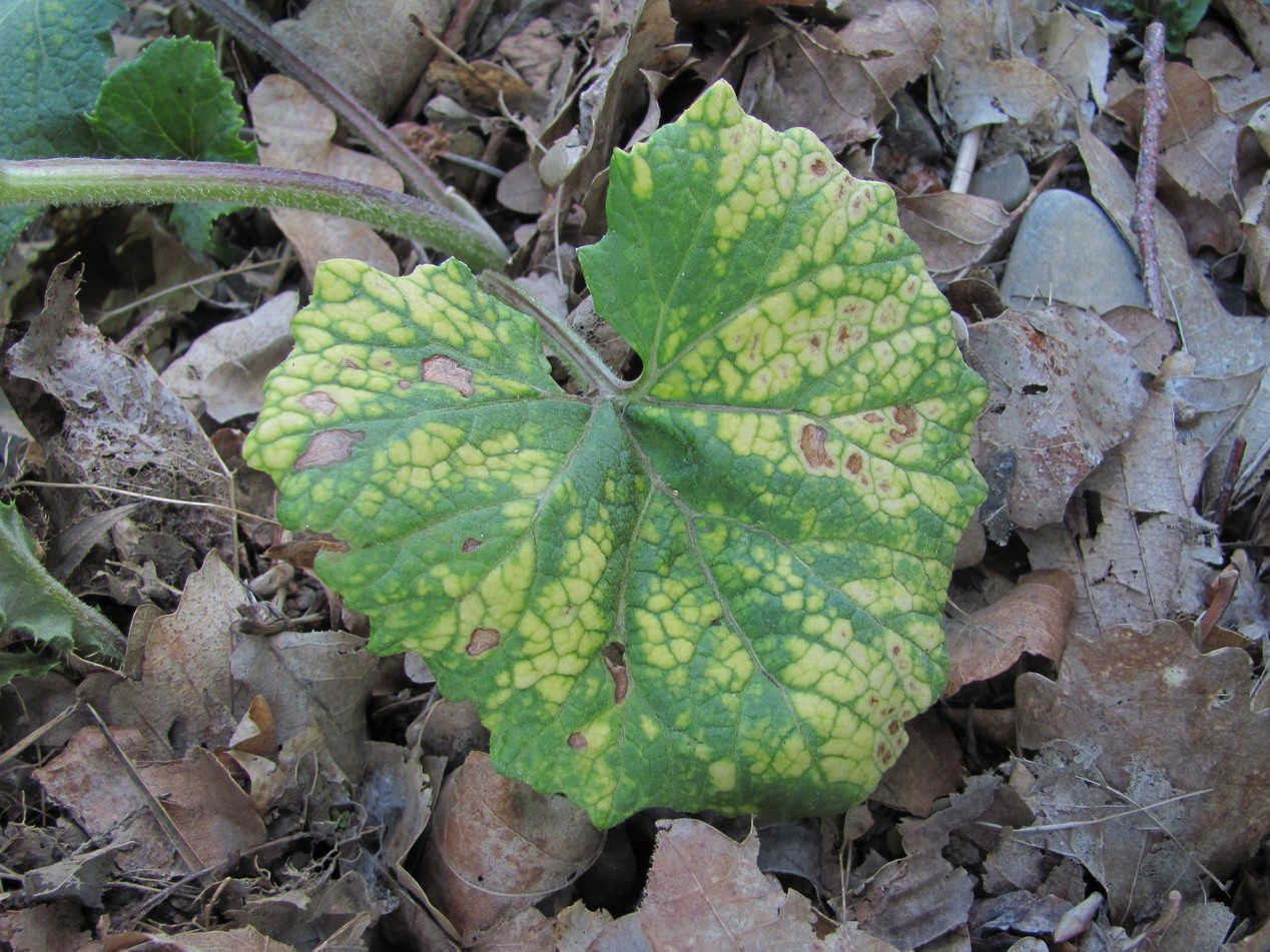 Image of Petasites hybridus specimen.