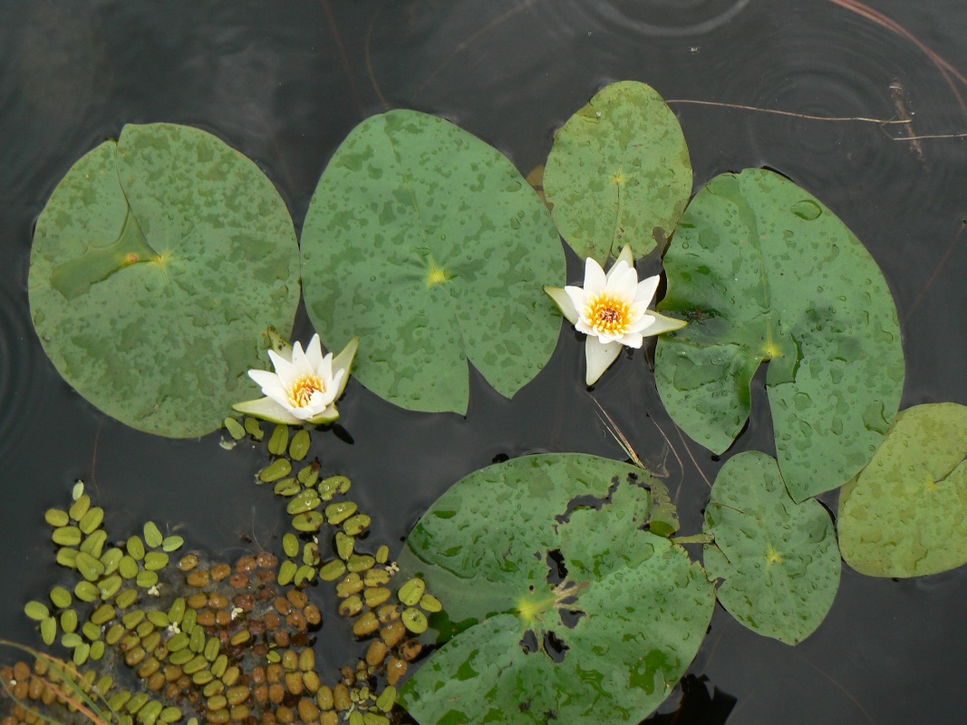 Image of Nymphaea tetragona specimen.