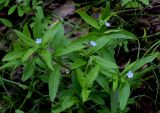 Omphalodes scorpioides