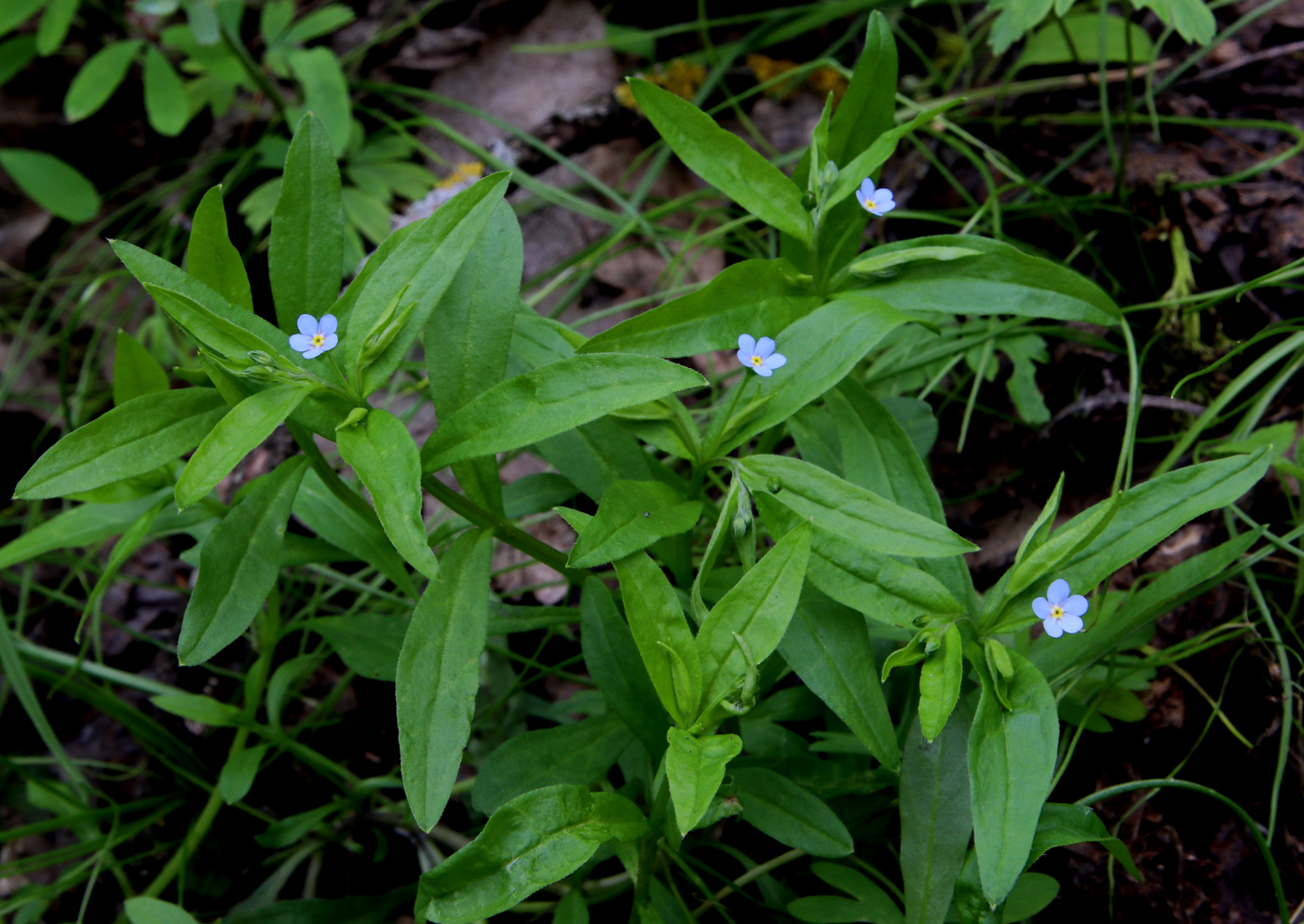 Изображение особи Omphalodes scorpioides.