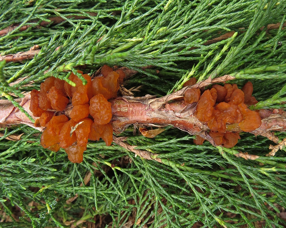 Image of Juniperus sabina specimen.