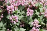 Lamium maculatum