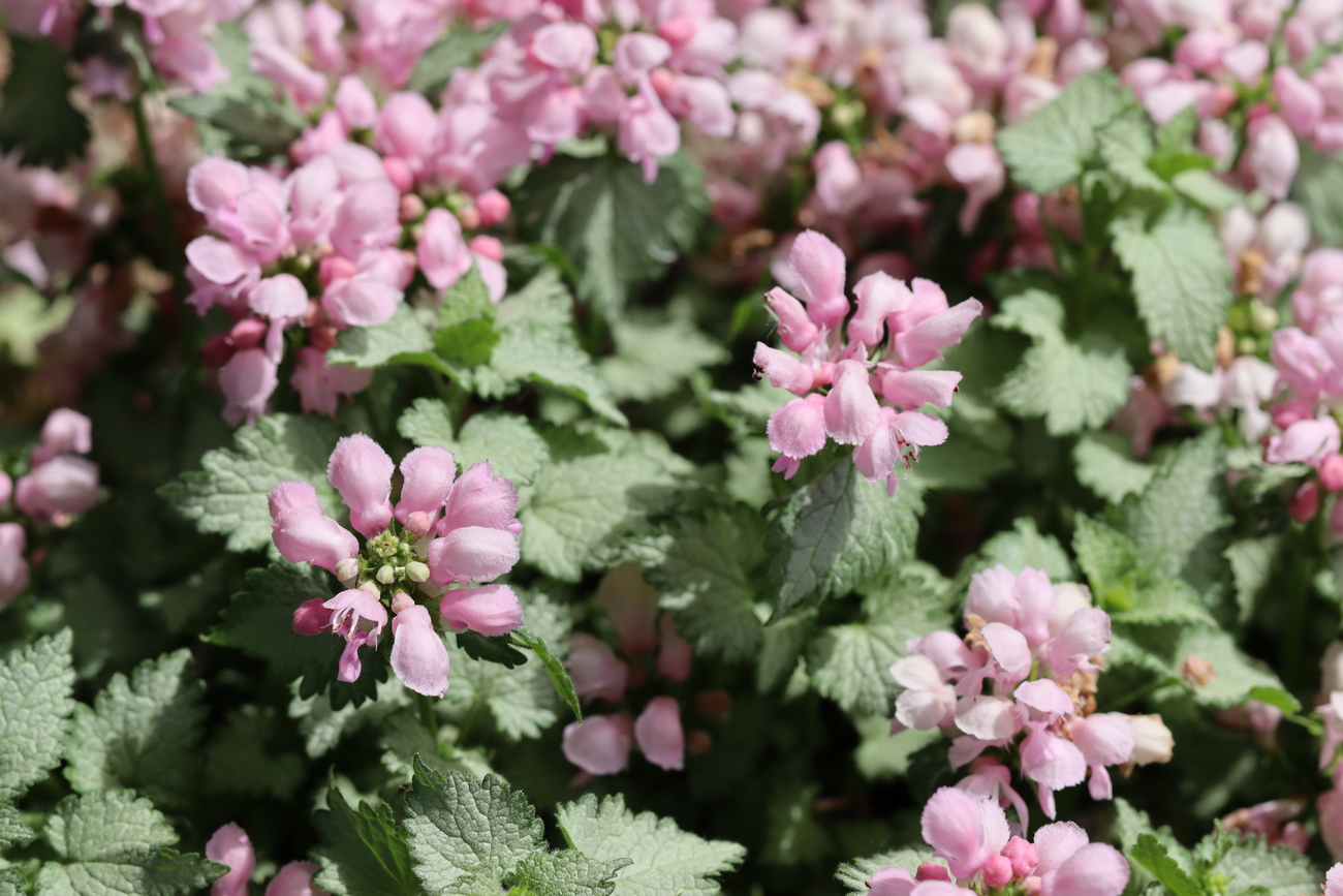 Image of Lamium maculatum specimen.