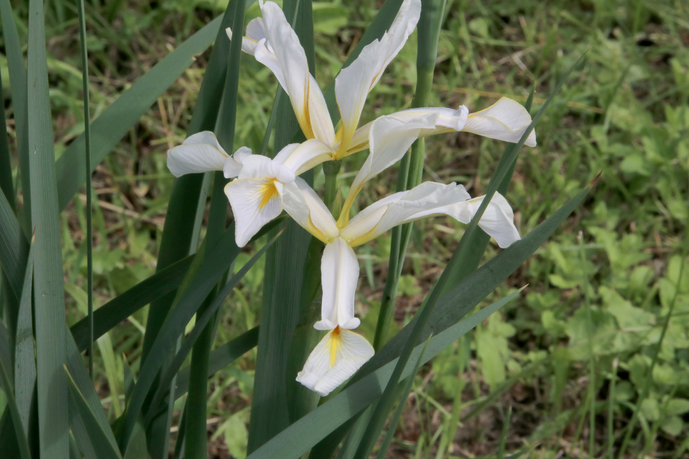 Image of genus Iris specimen.