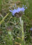 Jasione crispa