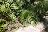 Woodwardia prolifera
