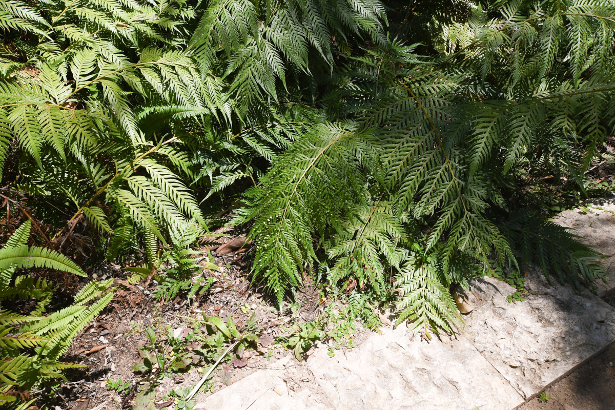 Image of Woodwardia prolifera specimen.