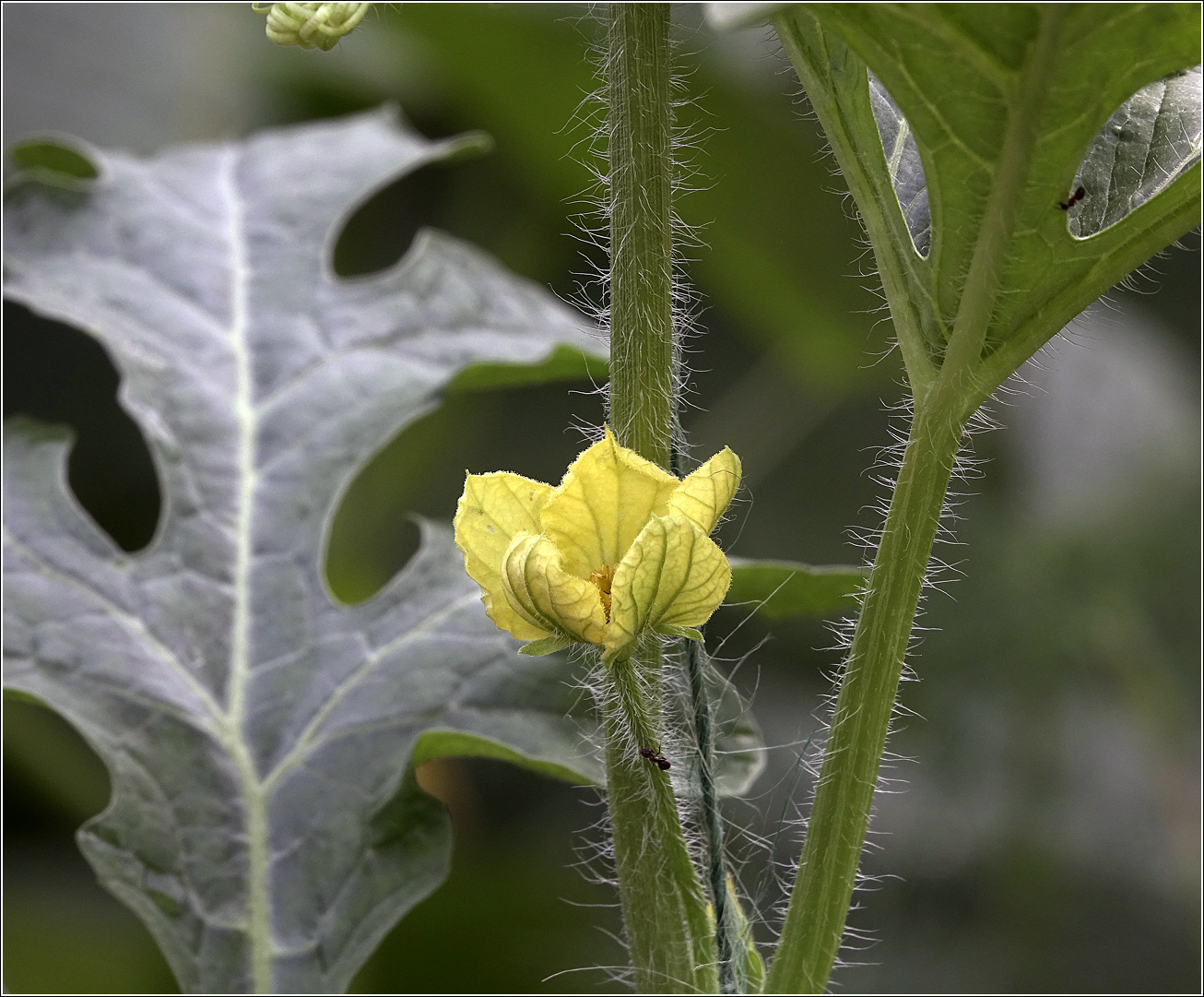 Изображение особи Citrullus lanatus.