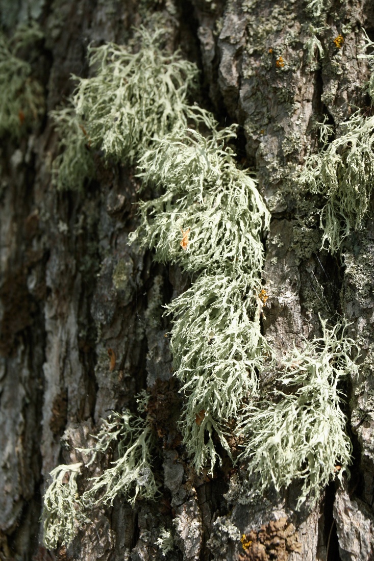 Изображение особи род Ramalina.