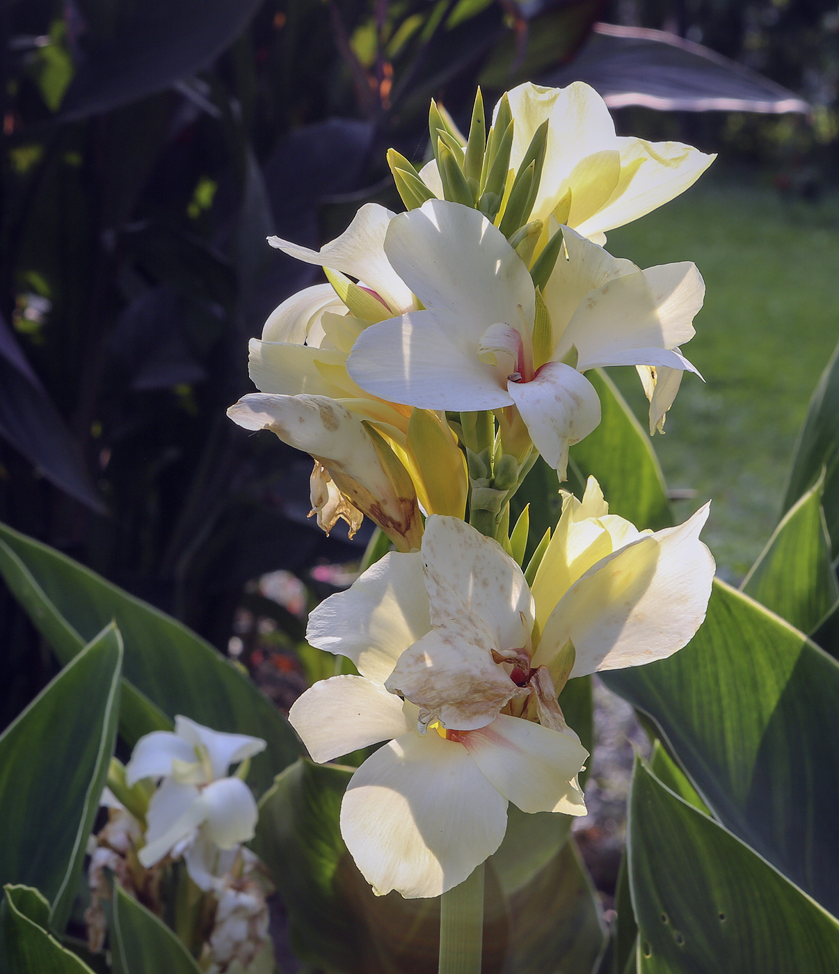 Image of Canna &times; generalis specimen.