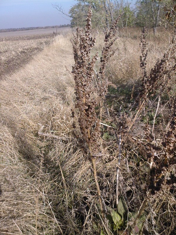 Изображение особи Rumex patientia ssp. orientalis.