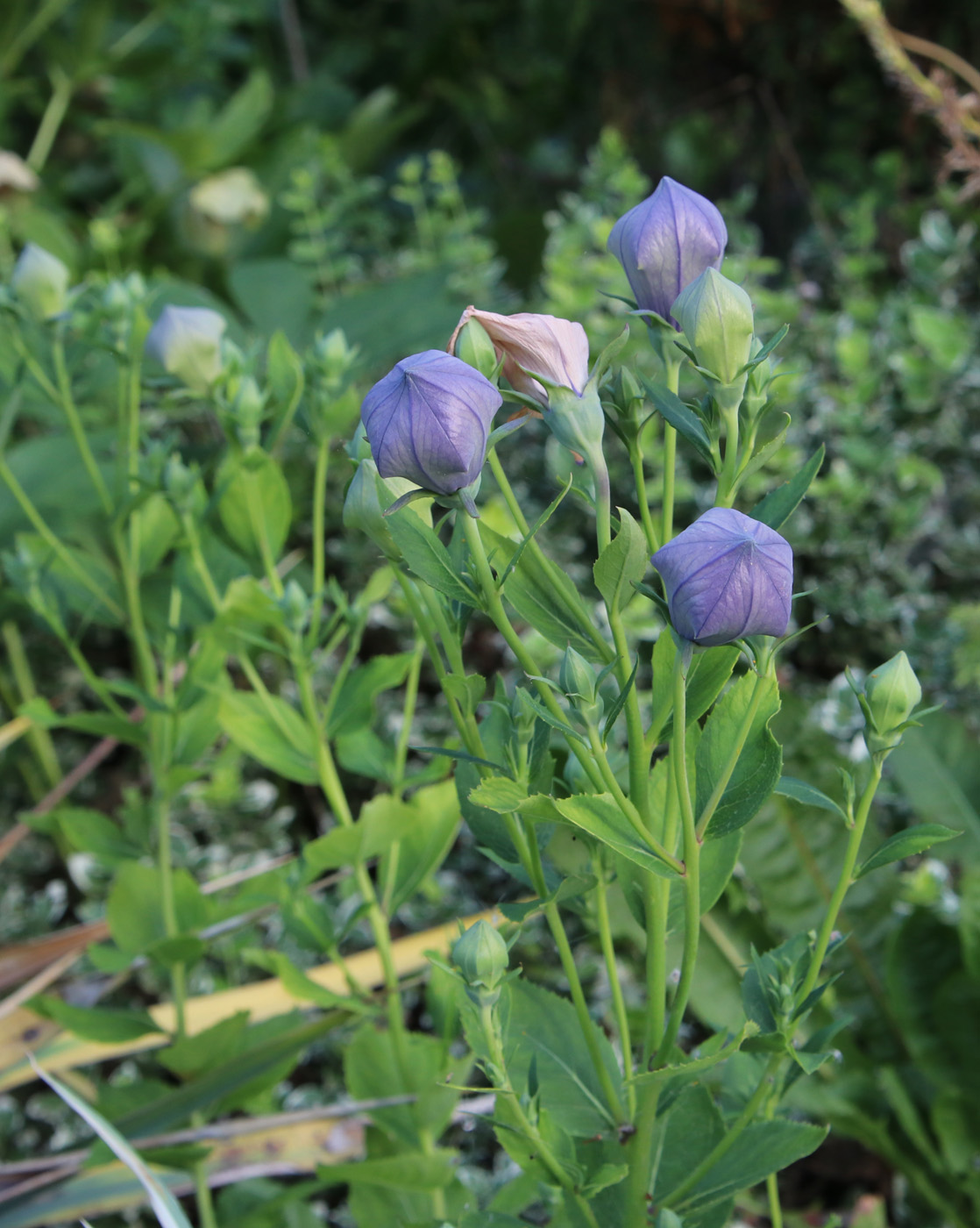 Изображение особи Platycodon grandiflorus.