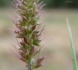 Setaria verticillata