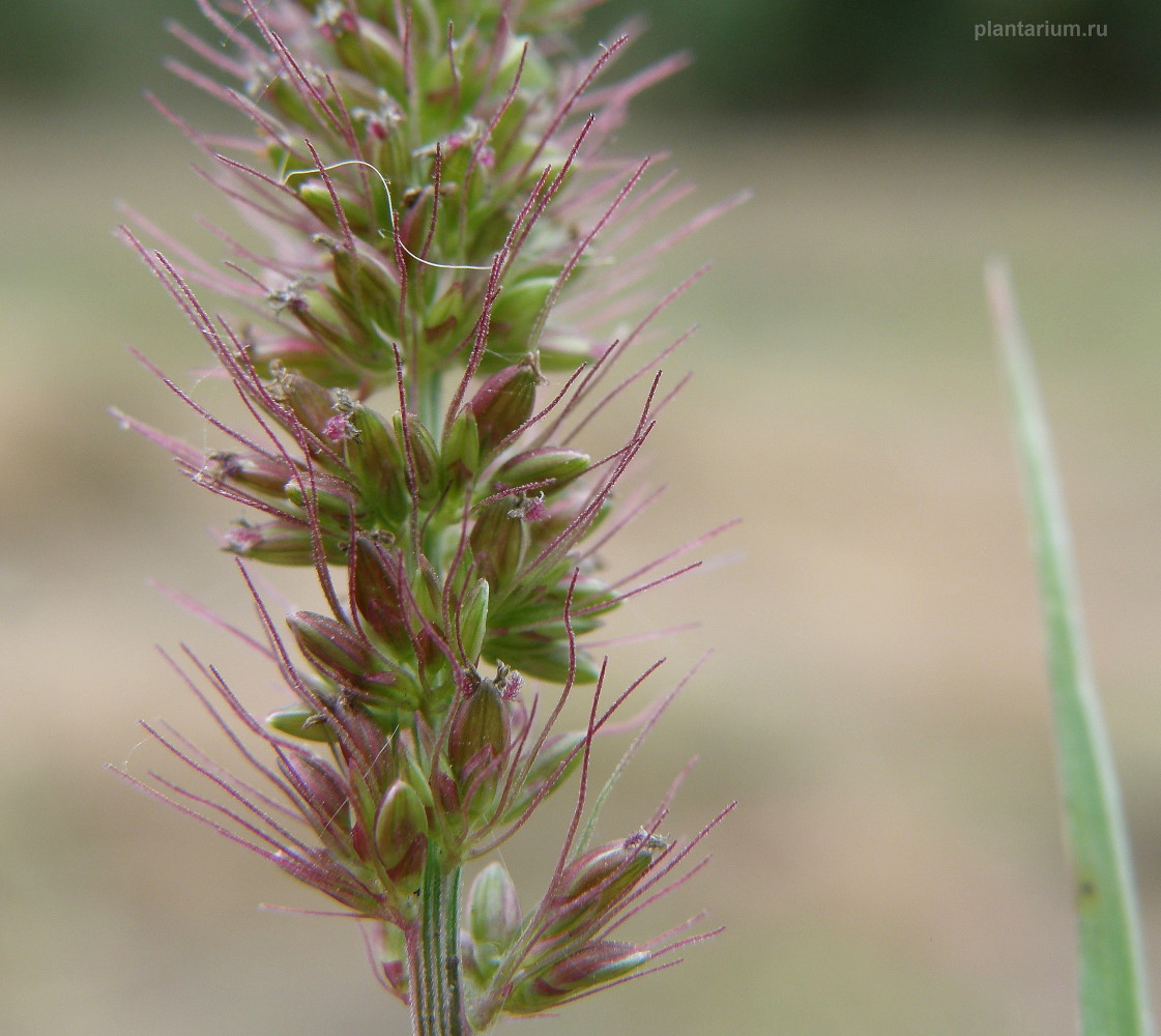 Image of Setaria verticillata specimen.