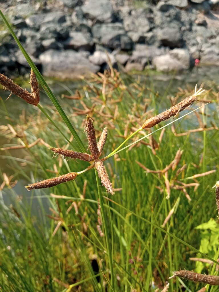 Изображение особи Bolboschoenus glaucus.