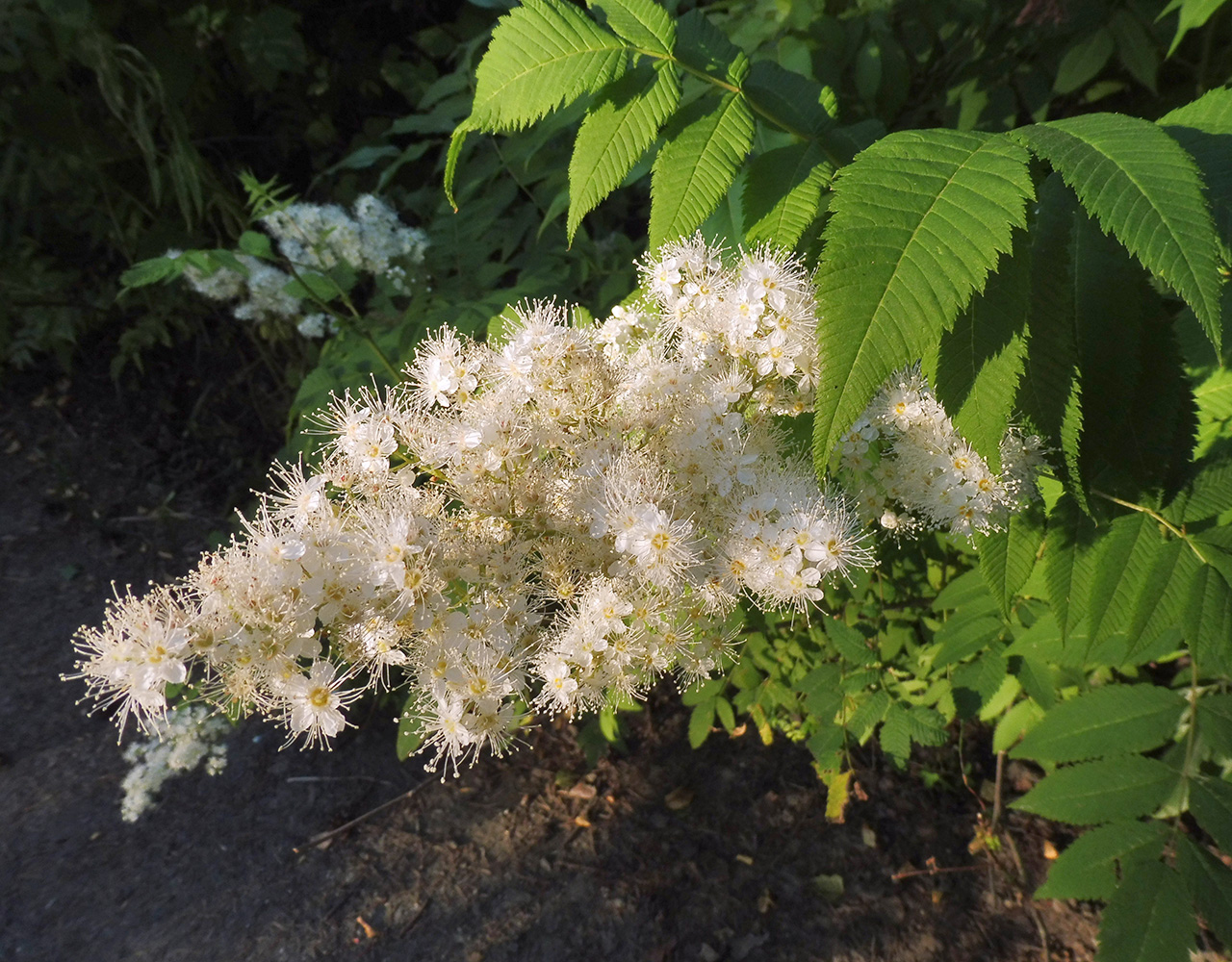 Изображение особи Sorbaria sorbifolia.