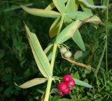 Polygonatum verticillatum