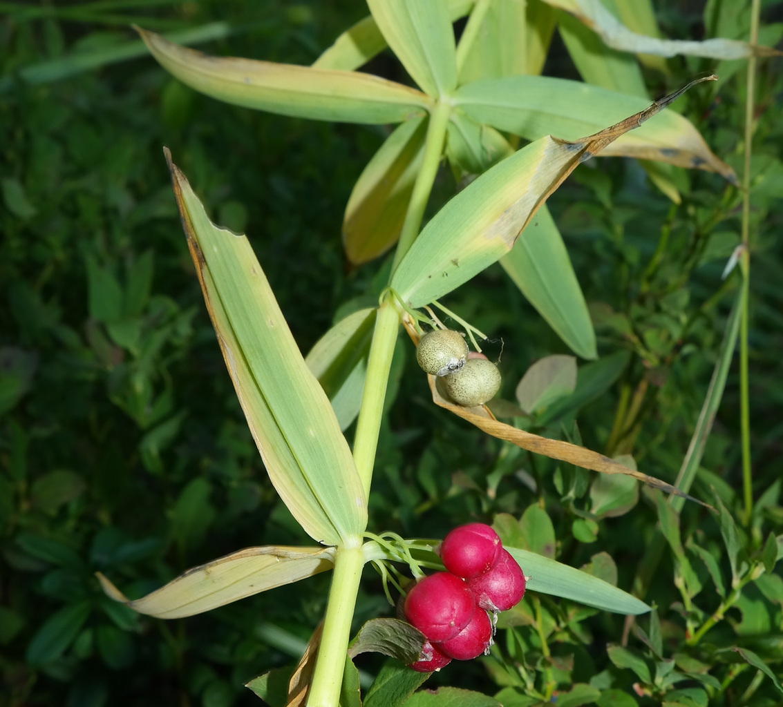 Изображение особи Polygonatum verticillatum.