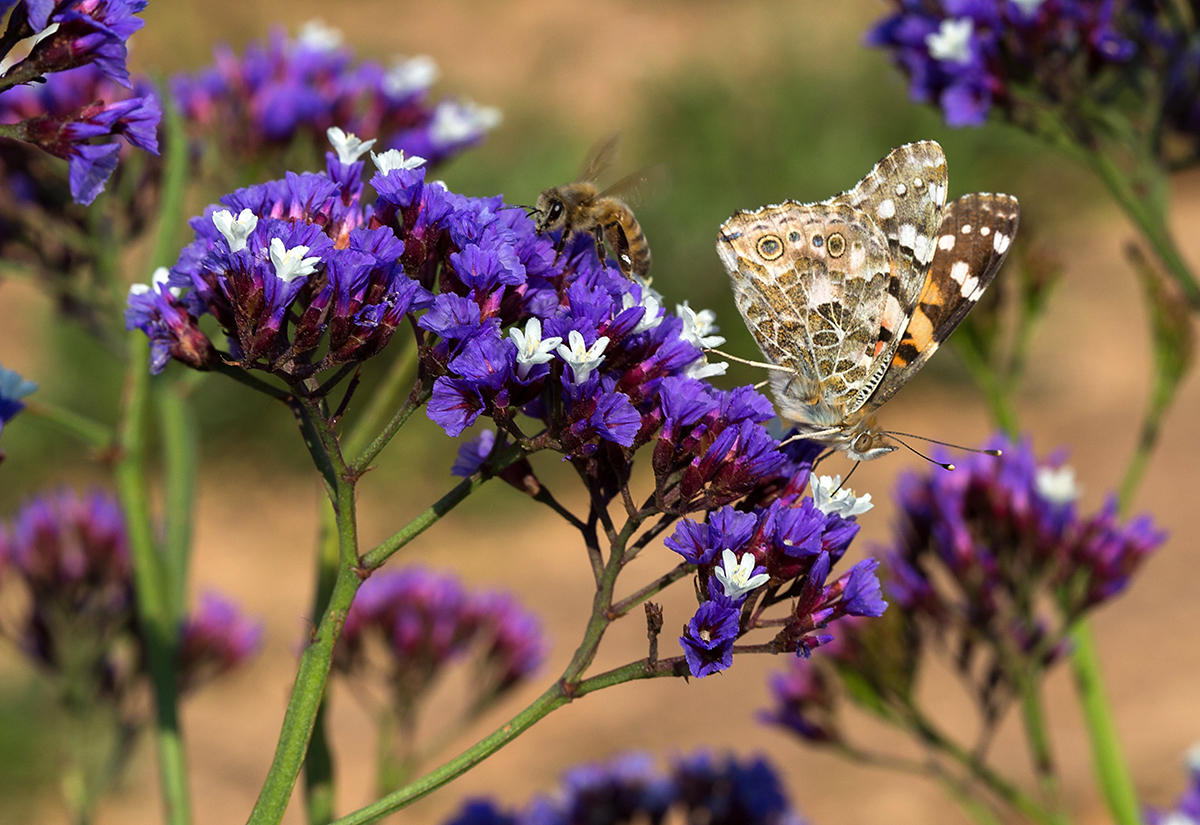 Изображение особи Limonium perezii.