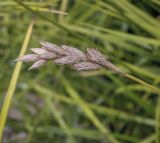 Carex muskingumensis