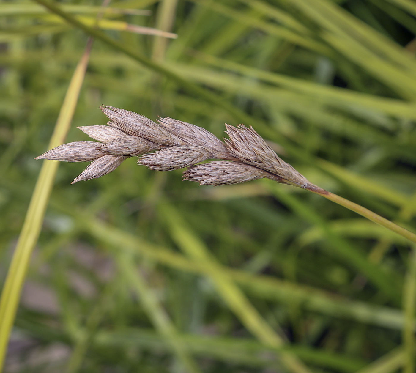 Изображение особи Carex muskingumensis.