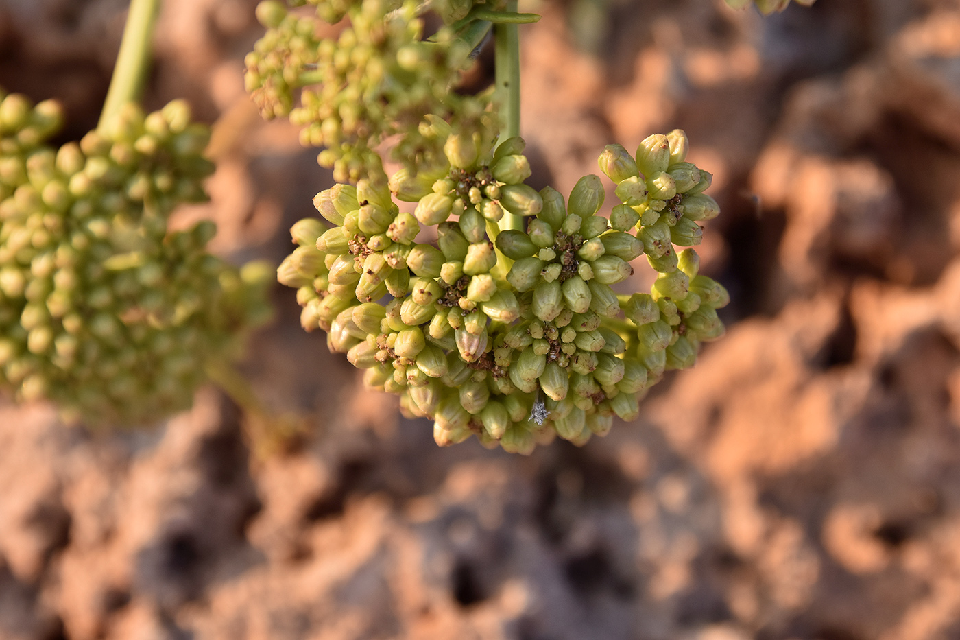 Image of Crithmum maritimum specimen.
