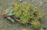Euphorbia marschalliana