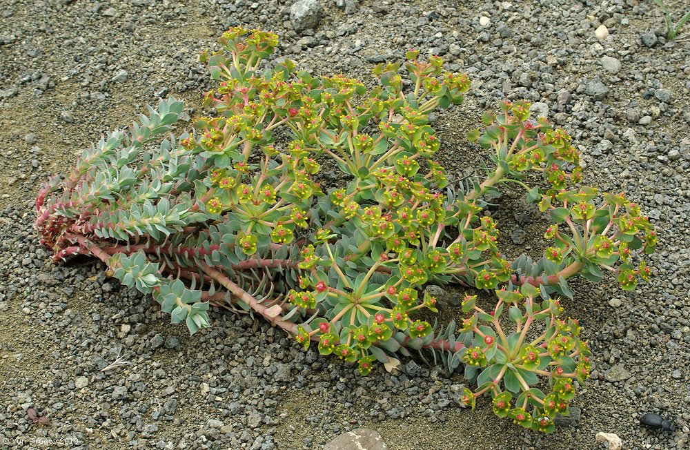 Изображение особи Euphorbia marschalliana.