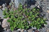 Salix vestita