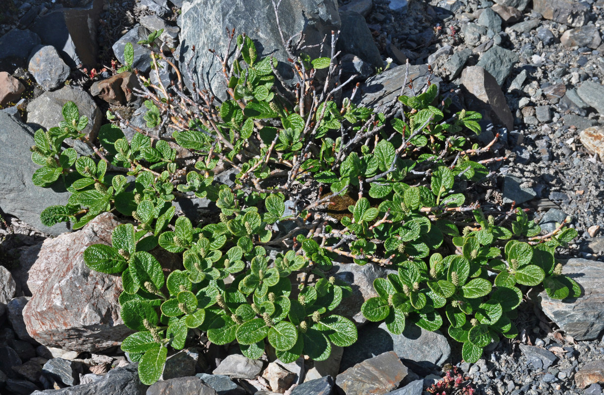 Image of Salix vestita specimen.