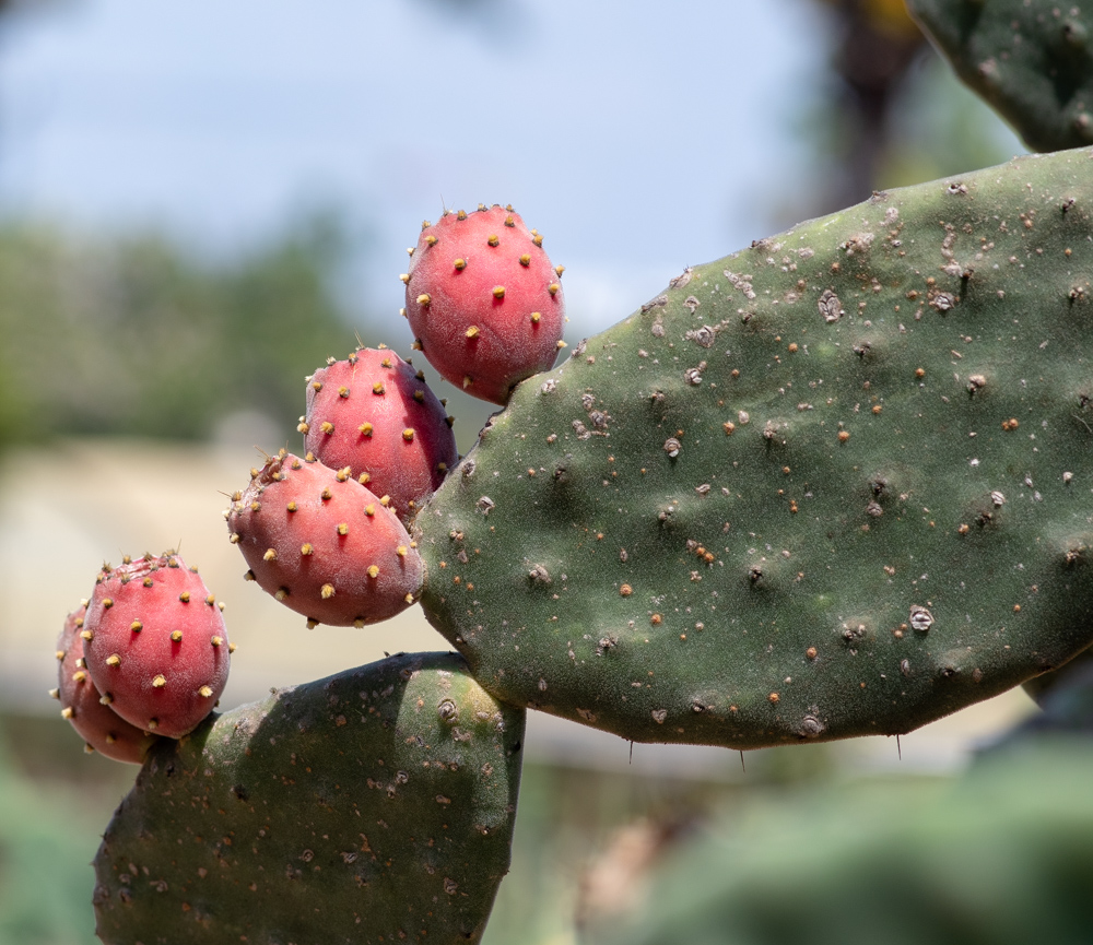 Изображение особи Opuntia tomentosa.