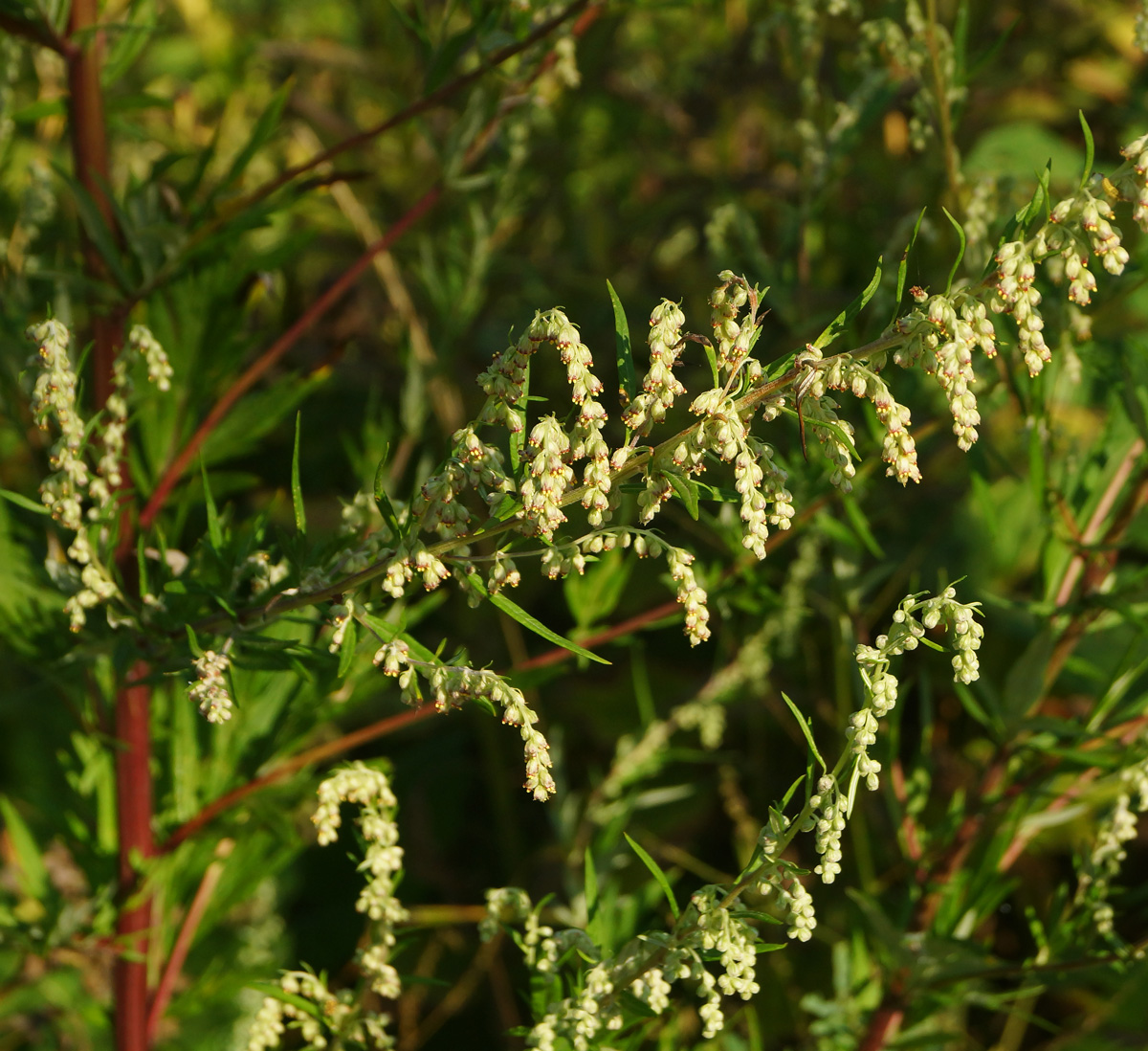 Изображение особи Artemisia vulgaris.