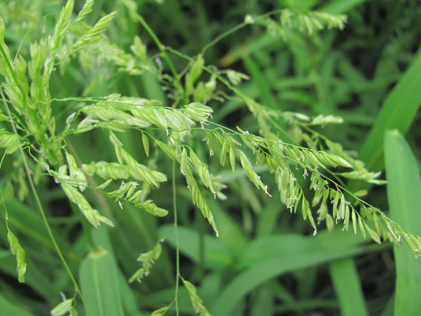 Изображение особи Leersia oryzoides.