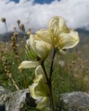 Aconitum confertiflorum. Соцветие с отцветающими цветками; венчик верхнего повреждён насекомыми(?). Кабардино-Балкария, Черекский р-н, Кабардино-Балкарский высокогорный заповедник, Мижиргийское ущелье, ≈ 2500 м н.у.м., отложенная боковая морена, альпийский луг. 16.08.2021.