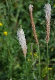 Plantago media