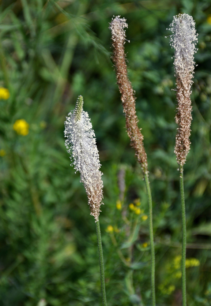 Изображение особи Plantago media.