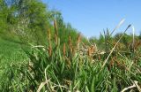 Carex acutiformis