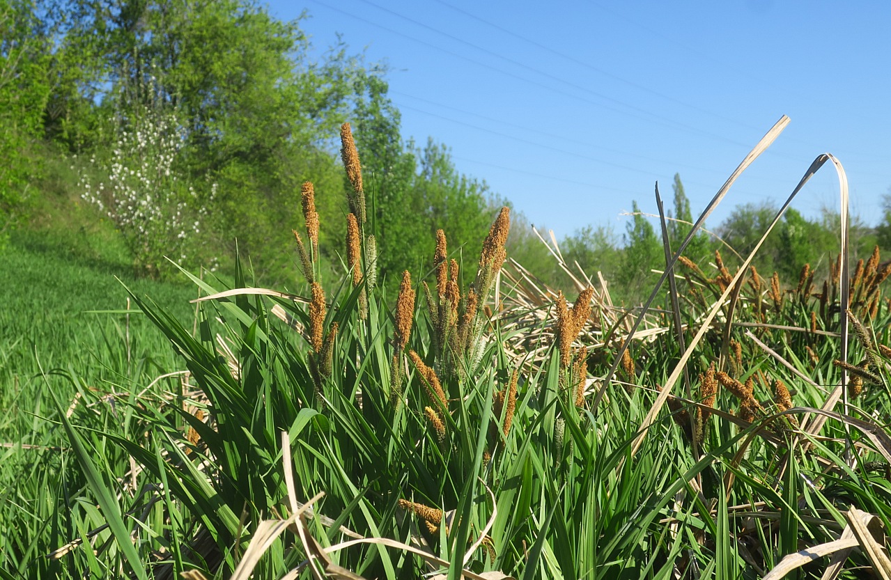 Изображение особи Carex acutiformis.