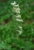 genus Corydalis. Соцветие. Азербайджан, Губинский р-н, ущелье р. Кудиалчай, лес. 21.04.2010.