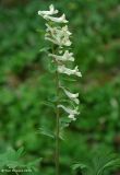 genus Corydalis