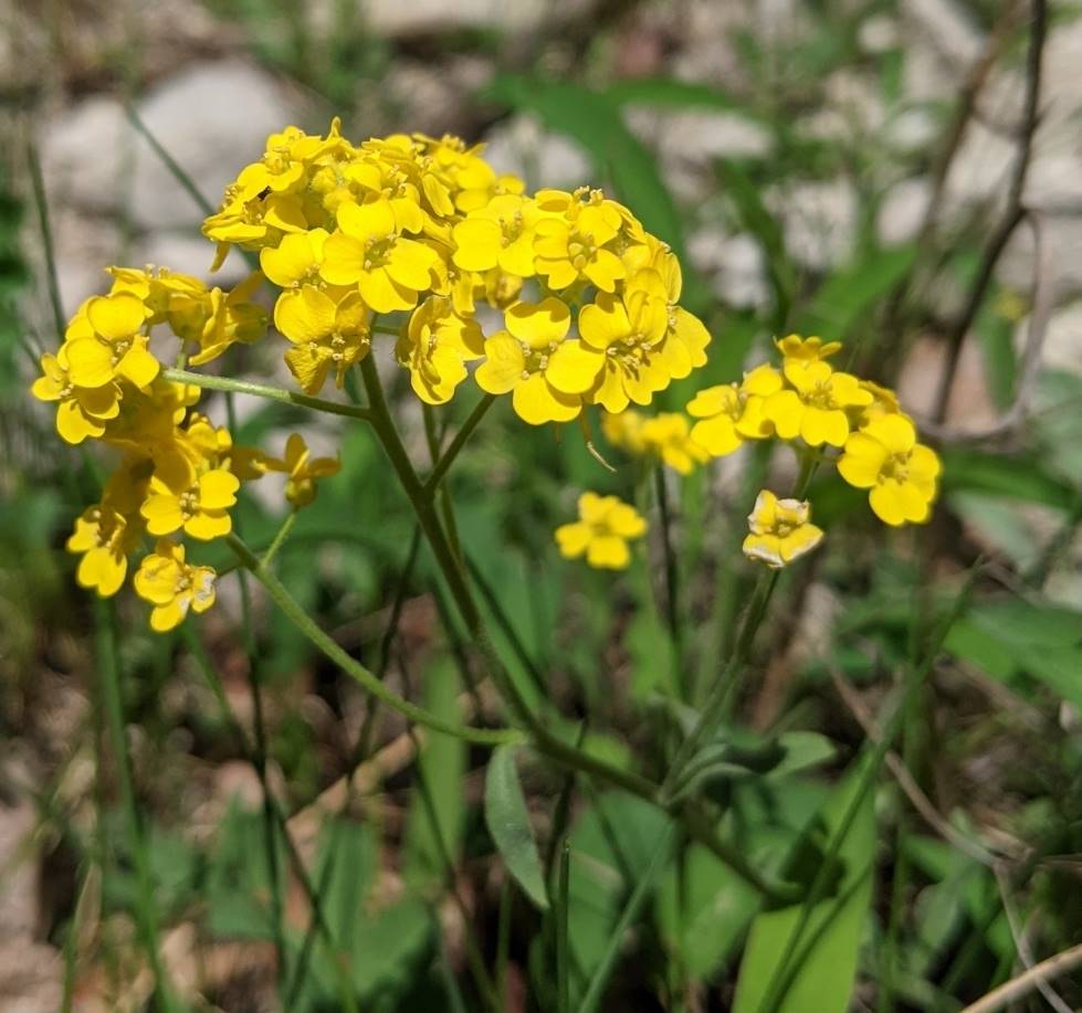 Изображение особи Aurinia saxatilis.