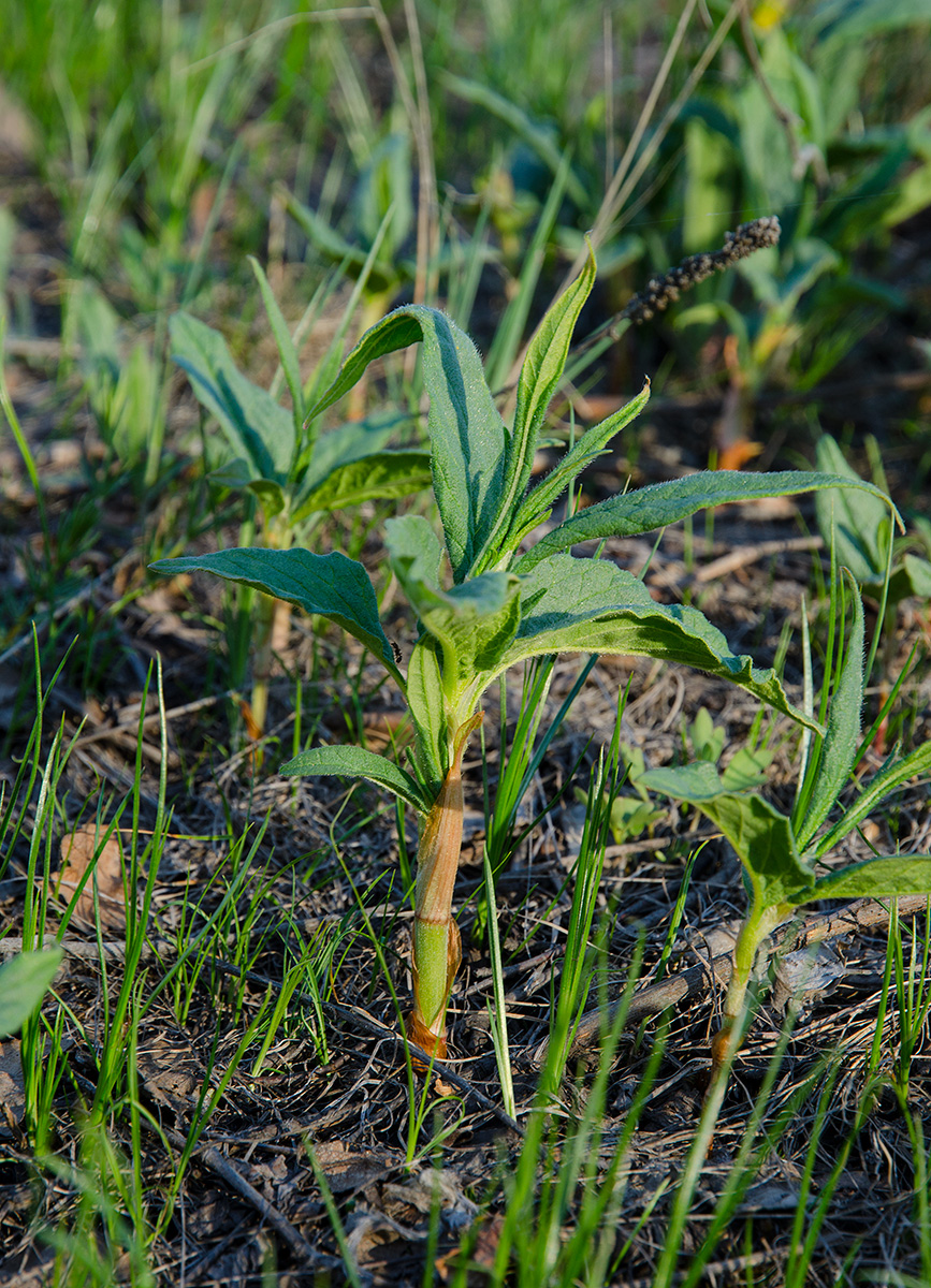 Изображение особи род Persicaria.