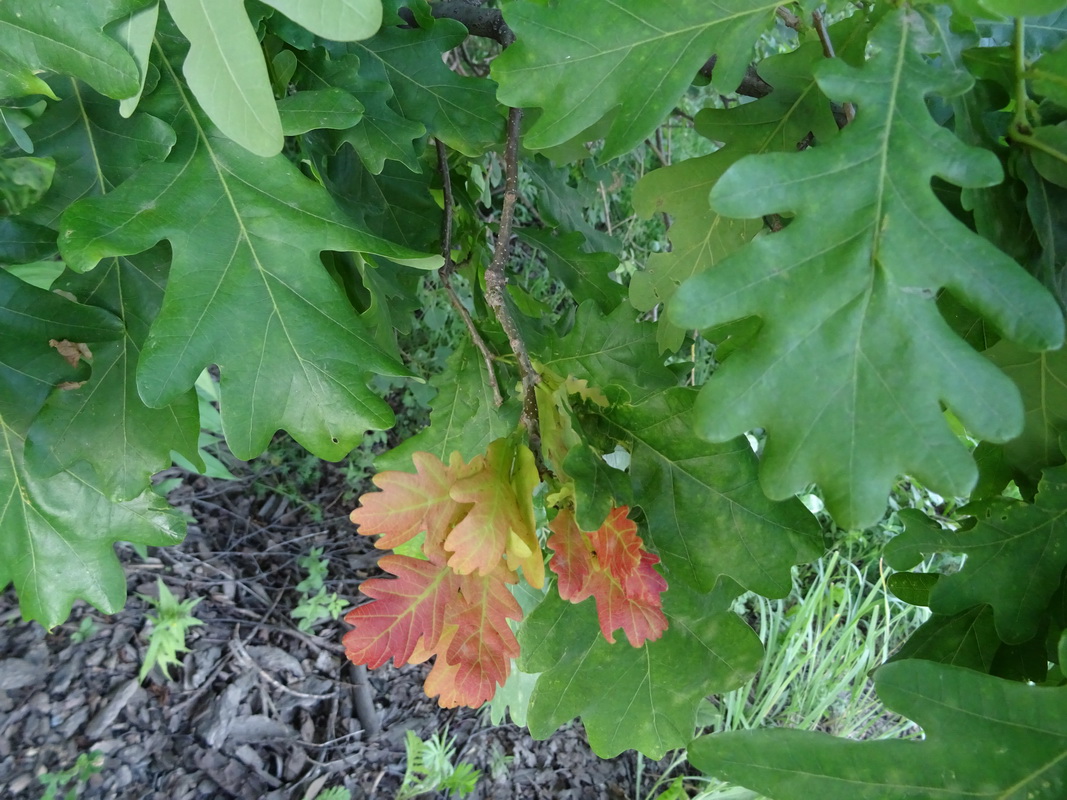 Image of Quercus robur specimen.