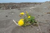 Sonchus arenicola