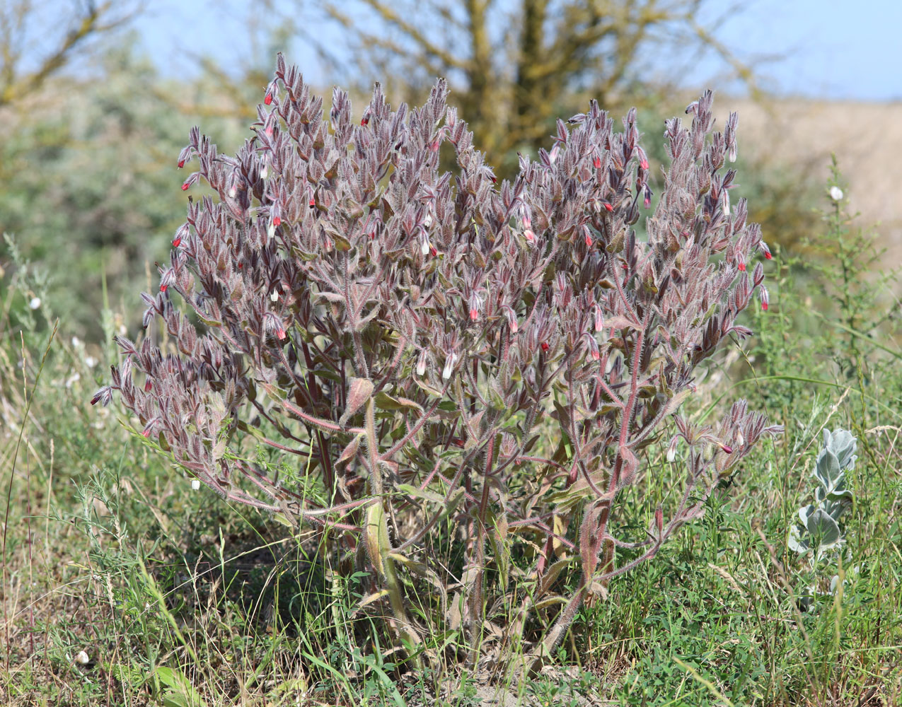 Изображение особи Onosma polychroma.