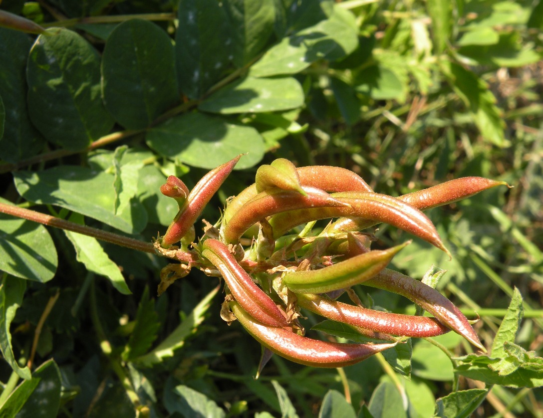 Image of Astragalus glycyphyllos specimen.